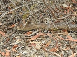 Local Wildlife • Adelaide Hills Council